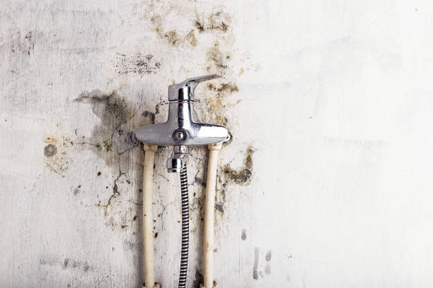 Best Office Mold Removal Services  in Winthrop, MN