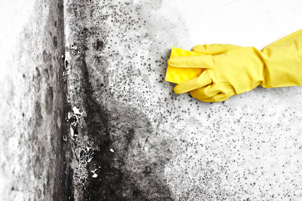 Best Best Mold Removal Companies  in Winthrop, MN