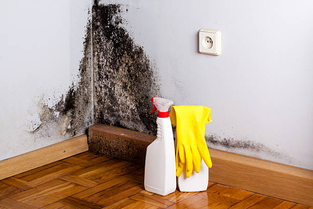 Best Office Mold Removal Services  in Winthrop, MN