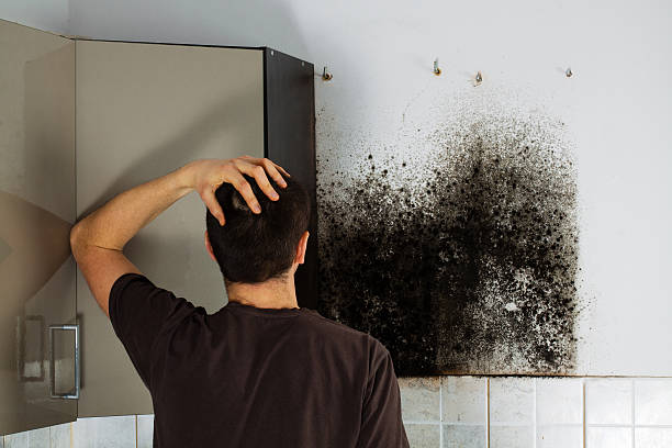 Best Attic Mold Removal  in Winthrop, MN