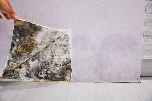 Reliable Winthrop, MN Mold Removal Solutions